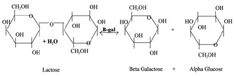 what is beta galactosidase|Galactosidases .